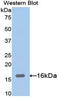 Ribonuclease A Family Member 12 (Inactive) antibody, LS-C296264, Lifespan Biosciences, Western Blot image 