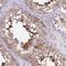 C17orf105 antibody, HPA053028, Atlas Antibodies, Immunohistochemistry frozen image 