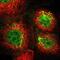 Tetraspanin 1 antibody, NBP2-33867, Novus Biologicals, Immunofluorescence image 