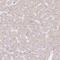 WD Repeat Domain 54 antibody, HPA053558, Atlas Antibodies, Immunohistochemistry paraffin image 