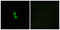 CKLF Like MARVEL Transmembrane Domain Containing 1 antibody, abx014365, Abbexa, Immunofluorescence image 