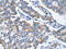 Choline Dehydrogenase antibody, CSB-PA440550, Cusabio, Immunohistochemistry frozen image 