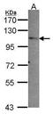 Peroxisomal Biogenesis Factor 6 antibody, PA5-22058, Invitrogen Antibodies, Western Blot image 
