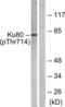 X-Ray Repair Cross Complementing 5 antibody, LS-C199178, Lifespan Biosciences, Western Blot image 