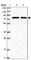 SLU7 Homolog, Splicing Factor antibody, HPA035907, Atlas Antibodies, Western Blot image 