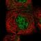 Nuclear Factor Kappa B Subunit 1 antibody, HPA027305, Atlas Antibodies, Immunofluorescence image 