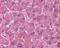 Transferrin Receptor antibody, 49-742, ProSci, Immunohistochemistry frozen image 