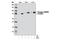 Ribosomal Protein S6 Kinase A1 antibody, 8753S, Cell Signaling Technology, Western Blot image 