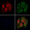 DEAD-Box Helicase 17 antibody, GTX02534, GeneTex, Immunocytochemistry image 
