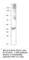 RUNX Family Transcription Factor 3 antibody, RUNX3-301AP, FabGennix, Western Blot image 