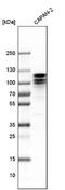 Rho GTPase Activating Protein 12 antibody, NBP1-91678, Novus Biologicals, Western Blot image 