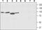 Solute Carrier Family 8 Member A2 antibody, PA5-77563, Invitrogen Antibodies, Western Blot image 