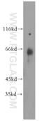 Rho guanine nucleotide exchange factor 25 antibody, 17028-1-AP, Proteintech Group, Western Blot image 