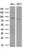 DNA Polymerase Iota antibody, MA5-26501, Invitrogen Antibodies, Western Blot image 