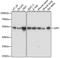 Lipase H antibody, A15215, ABclonal Technology, Western Blot image 