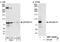Ephexin-4 antibody, NBP1-06499, Novus Biologicals, Western Blot image 