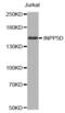 Inositol Polyphosphate-5-Phosphatase D antibody, abx000561, Abbexa, Western Blot image 