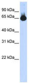 Forkhead Box G1 antibody, TA329383, Origene, Western Blot image 
