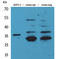 Coagulation Factor III, Tissue Factor antibody, STJ96559, St John