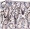 Laminin Subunit Alpha 4 antibody, NBP2-42392, Novus Biologicals, Immunohistochemistry paraffin image 