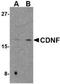 Cerebral dopamine neurotrophic factor antibody, NBP1-76834, Novus Biologicals, Western Blot image 