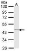 Tribbles Pseudokinase 3 antibody, PA5-29887, Invitrogen Antibodies, Western Blot image 