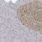 Calcium Voltage-Gated Channel Auxiliary Subunit Beta 2 antibody, NBP1-86680, Novus Biologicals, Immunohistochemistry frozen image 
