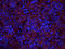 Eukaryotic Translation Initiation Factor 3 Subunit L antibody, orb256511, Biorbyt, Immunofluorescence image 