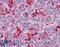 Homeobox B7 antibody, LS-B4357, Lifespan Biosciences, Immunohistochemistry paraffin image 