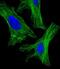 Tubulin Alpha 1b antibody, M08382-4, Boster Biological Technology, Immunofluorescence image 