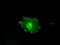 Fc Fragment Of IgG Receptor IIa antibody, LS-C114749, Lifespan Biosciences, Immunofluorescence image 