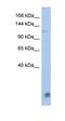 HECT And RLD Domain Containing E3 Ubiquitin Protein Ligase 5 antibody, orb325062, Biorbyt, Western Blot image 