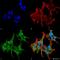 Protein piccolo antibody, M05881, Boster Biological Technology, Immunocytochemistry image 