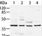 Aminoacyl TRNA Synthetase Complex Interacting Multifunctional Protein 2 antibody, LS-C400495, Lifespan Biosciences, Western Blot image 