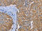 Fibrinogen Like 1 antibody, CSB-PA106672, Cusabio, Immunohistochemistry paraffin image 