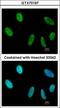 Scaffold Attachment Factor B antibody, GTX70197, GeneTex, Immunofluorescence image 