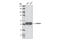 Tubulin Alpha 1b antibody, 3873S, Cell Signaling Technology, Western Blot image 