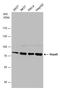 Heat Shock Protein Family A (Hsp70) Member 5 antibody, GTX127934, GeneTex, Western Blot image 