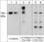 Catenin Alpha 1 antibody, CP3451, ECM Biosciences, Western Blot image 