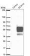 Zinc Finger CCCH-Type Containing 10 antibody, PA5-58707, Invitrogen Antibodies, Western Blot image 