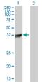 Dual Specificity Phosphatase 11 antibody, H00008446-B01P, Novus Biologicals, Western Blot image 