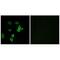 KN motif and ankyrin repeat domain-containing protein 2 antibody, A07999, Boster Biological Technology, Immunofluorescence image 