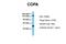 Coatomer Protein Complex Subunit Alpha antibody, 30-776, ProSci, Enzyme Linked Immunosorbent Assay image 