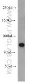 Signal Transducer And Activator Of Transcription 6 antibody, 10257-1-AP, Proteintech Group, Western Blot image 