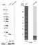 Cystatin B antibody, NBP1-85430, Novus Biologicals, Western Blot image 