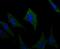 NDRG Family Member 2 antibody, NBP2-76951, Novus Biologicals, Immunocytochemistry image 