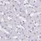 Ermin antibody, PA5-58328, Invitrogen Antibodies, Immunohistochemistry frozen image 