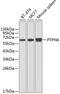 Protein Tyrosine Phosphatase Non-Receptor Type 6 antibody, 15-553, ProSci, Western Blot image 