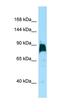 Kinesin Family Member 7 antibody, orb326406, Biorbyt, Western Blot image 