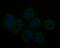Stathmin 1 antibody, NBP2-76906, Novus Biologicals, Immunofluorescence image 